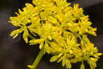 Low pinebarren milkwort